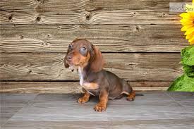 Why buy a dachshund puppy for sale if you can adopt and save a life? Walter Dachshund Puppy For Sale Near St George Utah E37067d3 C861
