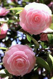 Pin By Hussein On Flowers Plants Beautiful Pink Flowers Beautiful Flowers Beautiful Flowers Photography