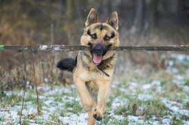 Here are some of the best toys for german sheperds out there. The Best Toys For German Shepherds Pethelpful