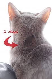 It is only natural, then, to want to benefit our furry friends therefore, cats should not be given essential oils orally and any topical use should be carefully considered. Essential Oils For Fleas On Cats And Dogs Diy Essential Oil Flea Repellent