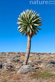 Image result for Lobelia pteropoda