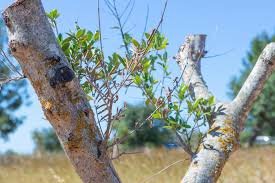 Image result for xylella fastidiosa oleander symptoms