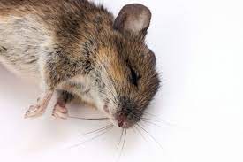 Dès que vous remarquez la présence d'un rongeur chez vous, il est nécessaire d'agir rapidement. Comment Tuer Les Rats Javel Sel Bicarbonate De Soude Gel Anti Souris Rats Souris