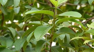 Image result for Psidium guajava