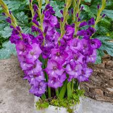 Image result for Gladiolus zambesiacus