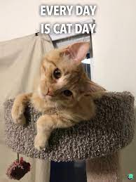 This has been possible with the state of the art in house laboratory in manchester and advanced manufacturing standards. International Cat Day You Say Album On Imgur