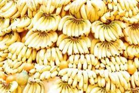 Check spelling or type a new query. Pisang Cavendish Potensial Dikembangkan Di Banten