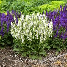 Image result for Salvia