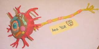 Nerve Cell Model Cell Model Cell Model Project Cells Project