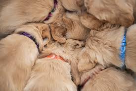 We are a family of golden retriever lovers and we have immersed ourselves in learning and loving everything we can about this amazing breed of dogs. Julie Austin Photography