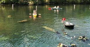 Kayak Swim With Manatees At Homosassa Springs State Park Fl Travel Usa Swimming With Manatees State Parks