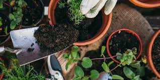 Buy plants, insist that they be free from these pests. 14 Common Plant Diseases How To Identify Treat Them