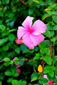 Image result for Hibiscus reekmansii