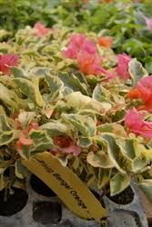 Bougainvillea Don Fernando Blooms Dark Red With An Orange Tinge Tropical Zone 9