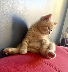 Calico cats have three colors: Orange Tabby Kitten Cat Kitten Animals Pet Cute Cats Young Cat Darling Fluffy Cat Pxfuel