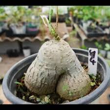 Image result for Adenia kirkii
