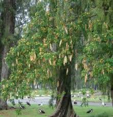 Image result for Albizia lebbeck