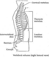 Backbone falls under the umbrella of mv* frameworks, which means that it is primarily composed of models and views. Labelled Diagram Of Backbone A Ë† Spinal Cord Diagram With Labels Stock Vectors Royalty Free Sacrum Illustrations Download On Depositphotos The Lumbar Spine Makes Up The Lower Back And It Lagektellu