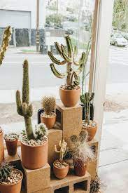 They also need to go through a dormant period in order to. The Cactus Store La Cactus House Plants Plant Decor Plants