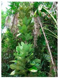 Image result for Carvalhoa macrophylla