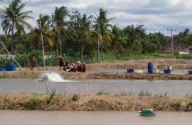Hektaran Tambak Udang Vaname Di Lampung Terserang Virus Myo Cendana News