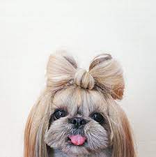 Hair Bow Cute Dogs Stylish Dogs Cute Animals