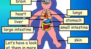 Learn about the human body and how its systems work together. Which Part Of A Human Body Regulates Trivia Questions Quizzclub