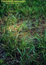 Image result for Fimbristylis complanata