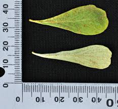 Image result for Gymnosporia pubescens