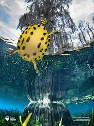 Florida Wildlife Corridor Foundation 2022 Impact Report