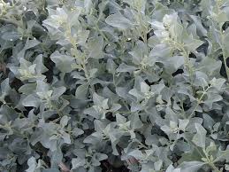 Image result for Atriplex