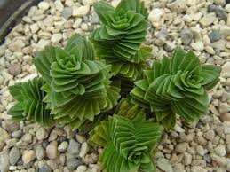 Crassula Estagnol Succulents Plants Cacti And Succulents