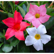 Image result for Dactyladenia gilletii