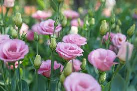 Image result for eustoma lisianthus in garden