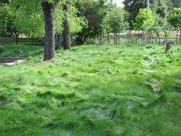 5 Low Water Lawns That Stay Green Under Pressure Porch Advice Low Water Landscaping Lawn Alternatives Backyard Trees Landscaping