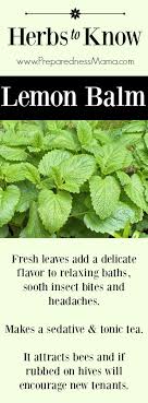 We did not find results for: Herbs To Know Lemon Balm Preparednessmama
