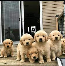 We are a goldendoodle, and golden retriever breeder located in new york state. Golden Golden Retriever Puppies For Sale Near Me Facebook