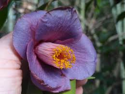 Camellia Grape Soda Spring Blooming Camellia All Grape Soda Variegated Plants Deer Resistant Plants