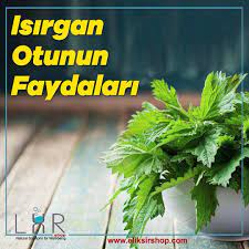 Isirgan Otu Yagi Avrupa Ulkelerinde Genclik Yagi Veya Gencligin Iksiri Olarak Bilinen Isirgan Otu Yagi Isirgan Tohumunun Sikistirilmasi Ile Otlar Tohum Dogal