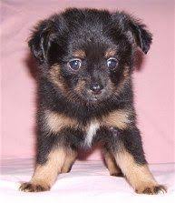Pomeranian Chihuahua Mix Black And Brown Pomchi Chi Pom Chiranian Pomeranian Chihuahua Cross Puppies Pomchi Puppies Pomeranian Chihuahua Mix Dog Breeds Pictures