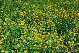 Image result for Lotononis bainesii