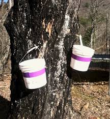 How To Make Maple Syrup Wild Abundance
