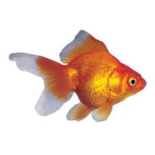 Pet Supplies Pet Accessories And Many Pet Products Petsmart