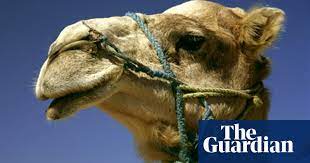 50,000 in 1995 to 61,400 in 2004. Anyone For Camel Meat One Hump Or Two Meat The Guardian