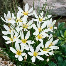 Image result for Zephyranthes candida