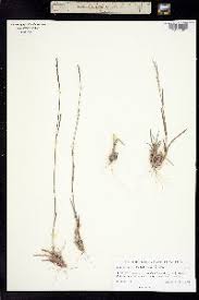 Image result for Schizachyrium sanguineum