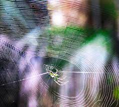 We have had many recommendations through word of mouth. Humphreys Insect Control Is The Best Of The Best When It Comes To Pest Control Nj New Jersey