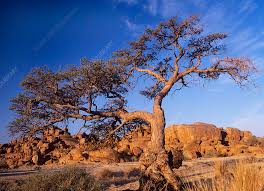 Image result for Acacia erioloba