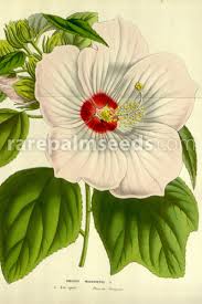 Various cats have decimated hibiscus plants, spider plants, and even cyperus, which was, at one time, sold as 'cat grass'. Hibiscus Moscheutos Eastern Rosemallow Buy Seeds At Rarepalmseeds Com