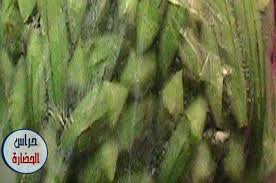 طريقة تخزين الباميه الخضراء وتجهيزها بالصور والخطوات سيفجردز وصفات مطبخ okra corn plants